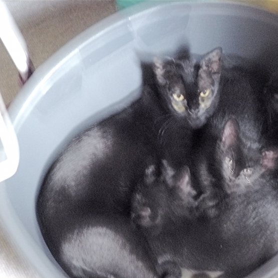 Image pour l'annonce donnons 3 chatons  croisés bombay/ européen (à choisir)   contre  bons soins