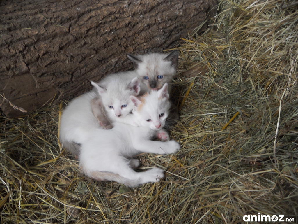 Chat telephonique en direct