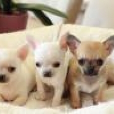 Image pour l'annonce Superbes Chiots Chihuahua Pure Race Poils Courts Taille Standard