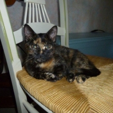Image pour l'annonce Bahia chatonne femelle 3 mois et demi très câline