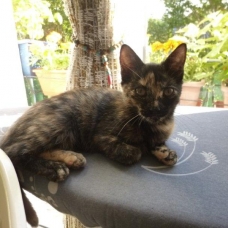 Image pour l'annonce Bahia chatonne femelle 3 mois et demi très câline