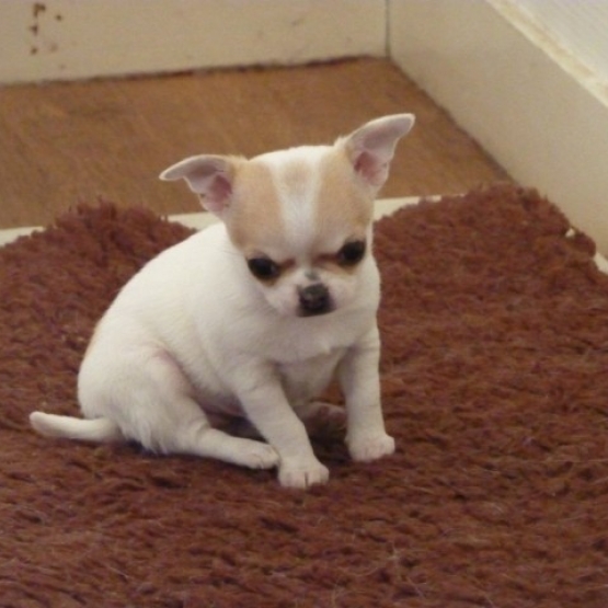Image pour l'annonce Magnifique  chiot type -Chihuahua  femelle  non LOF