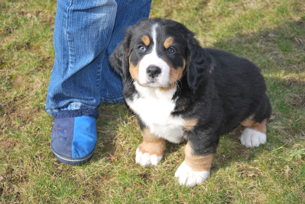 Adoption De Mes Adorables Chiots Bouvier Bernois Gratuit Sur Animoz Net