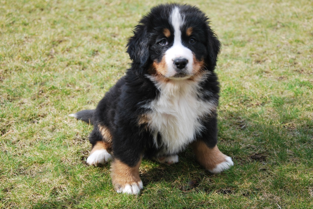 Adoption de mes adorables chiots bouvier bernois GRATUIT sur