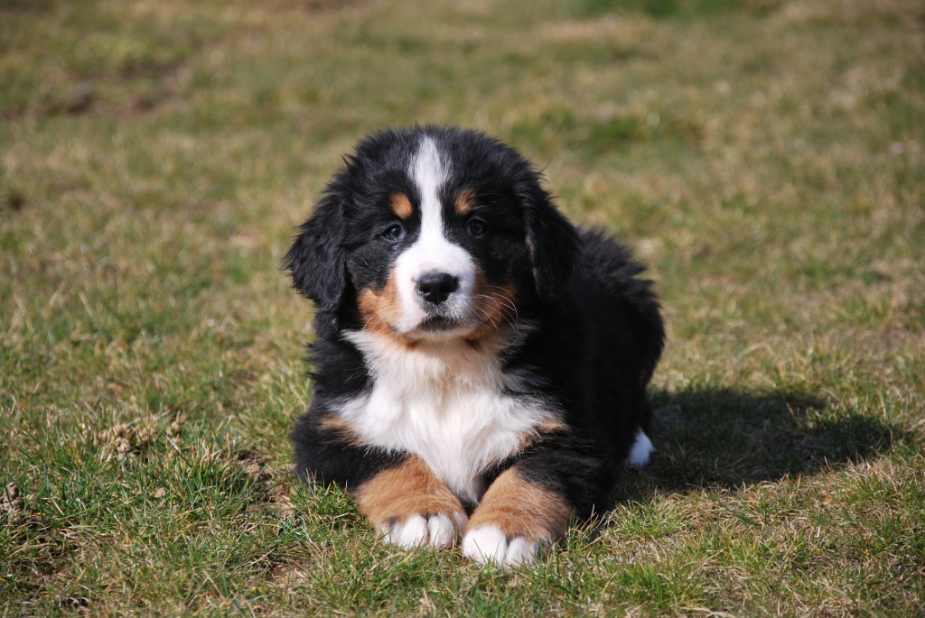 Adoption de mes adorables chiots bouvier bernois GRATUIT sur