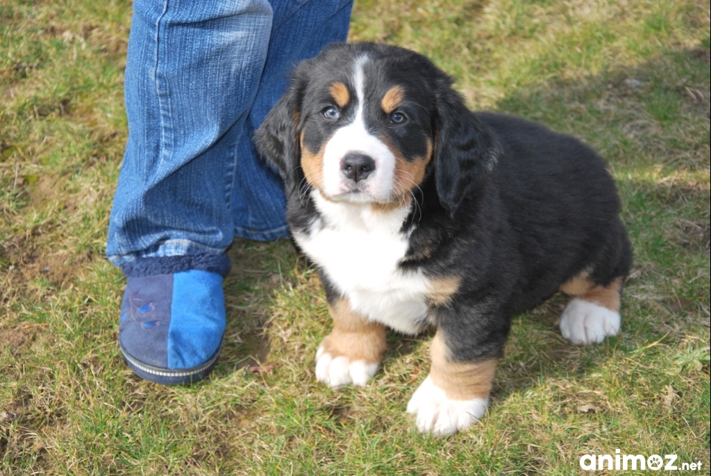 Adoption De Mes Adorables Chiots Bouvier Bernois Gratuit Sur Animoz Net