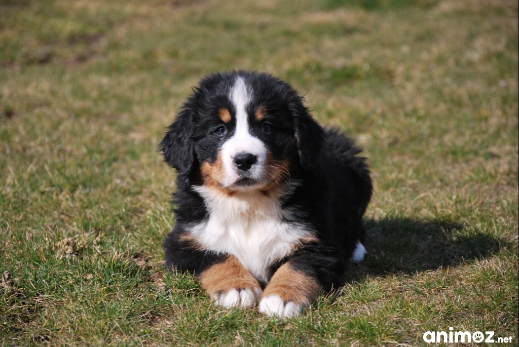 Adoption De Mes Adorables Chiots Bouvier Bernois Gratuit Sur Animoz Net