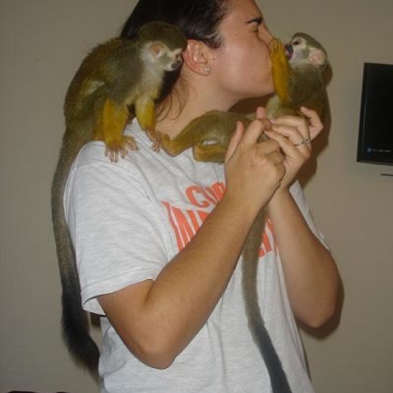 Image pour l'annonce 2 adorables singes capucin