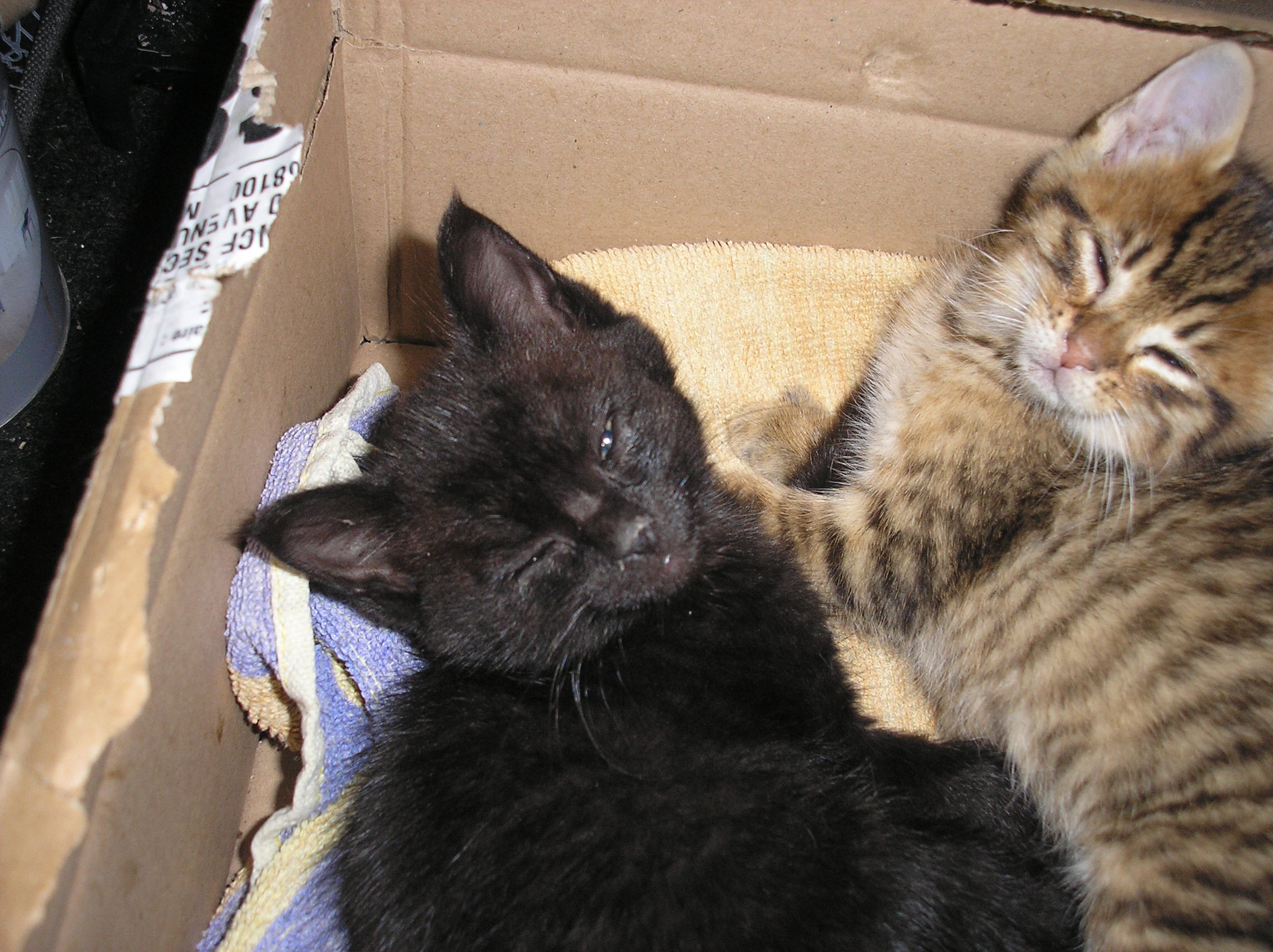 Donne petits chatons BasRhin (67) GRATUIT sur