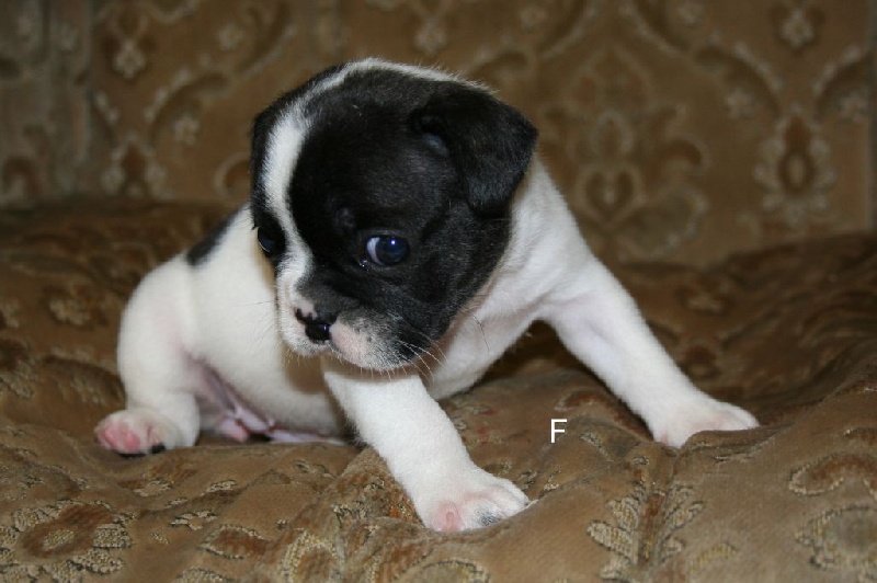 A adopter magnifique chiot Bouledogue français femelle lof SeineetMarne (77) GRATUIT sur