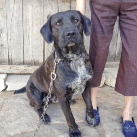 Image pour l'annonce A donner, Sherkann, beau et gentil chien LABRADOR / BOXER de 2 ans
