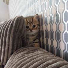 Image pour l'annonce Adorable chaton British Shorthair LOOF à réserver