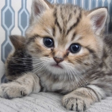 Image pour l'annonce Adorable chaton British Shorthair LOOF à réserver