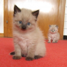 Image pour l'annonce 2 chatons Sibérien - Neva Masquerade LOOF
