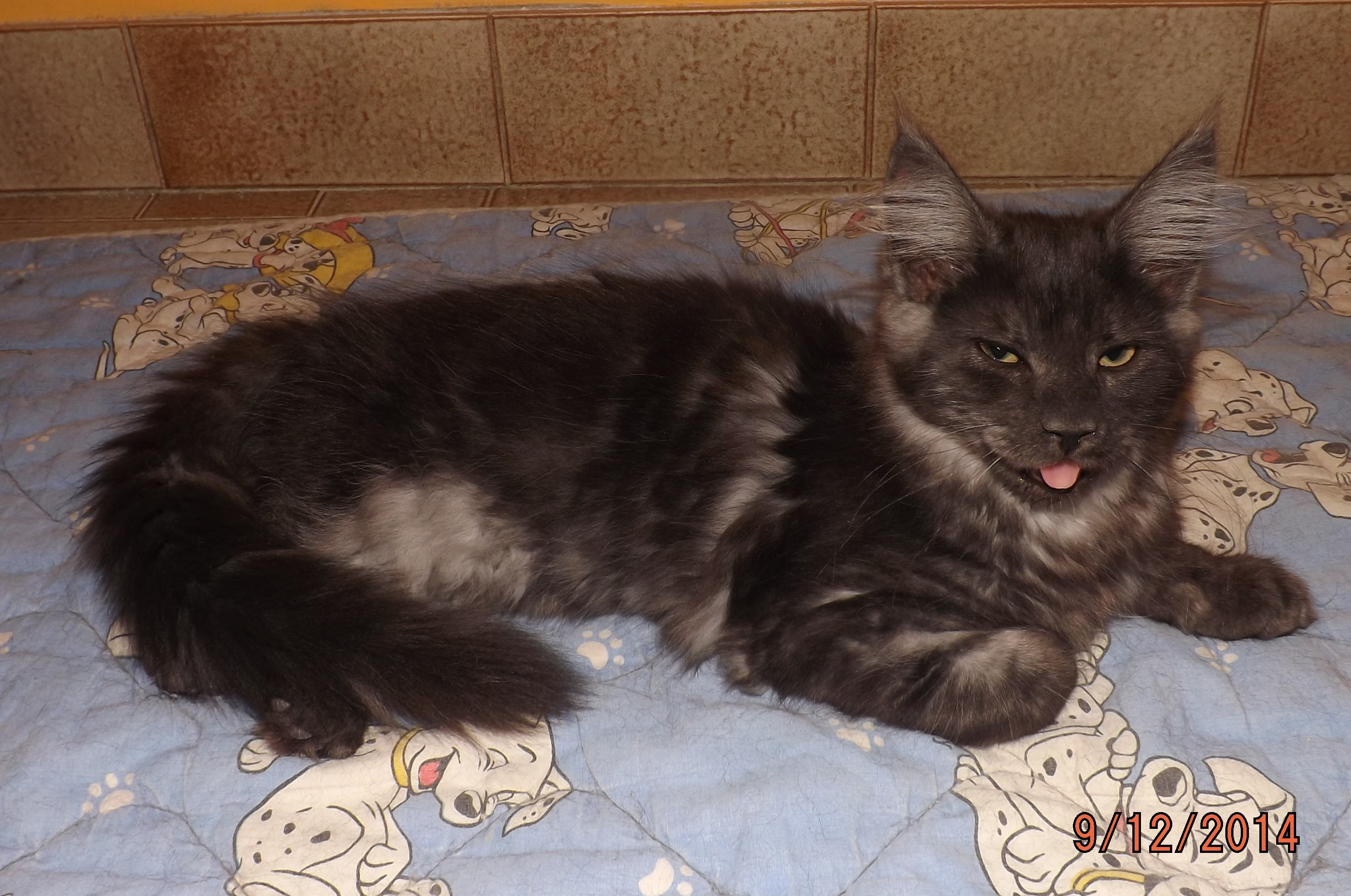 chaton maine coon non loof disponible desuite sur