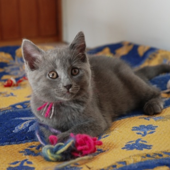 Image pour l'annonce Vends chatons chartreux