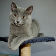 Image pour l'annonce Vends chatons chartreux