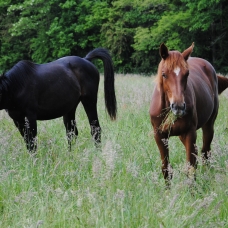Image pour l'annonce Pension et retraite pour chevaux