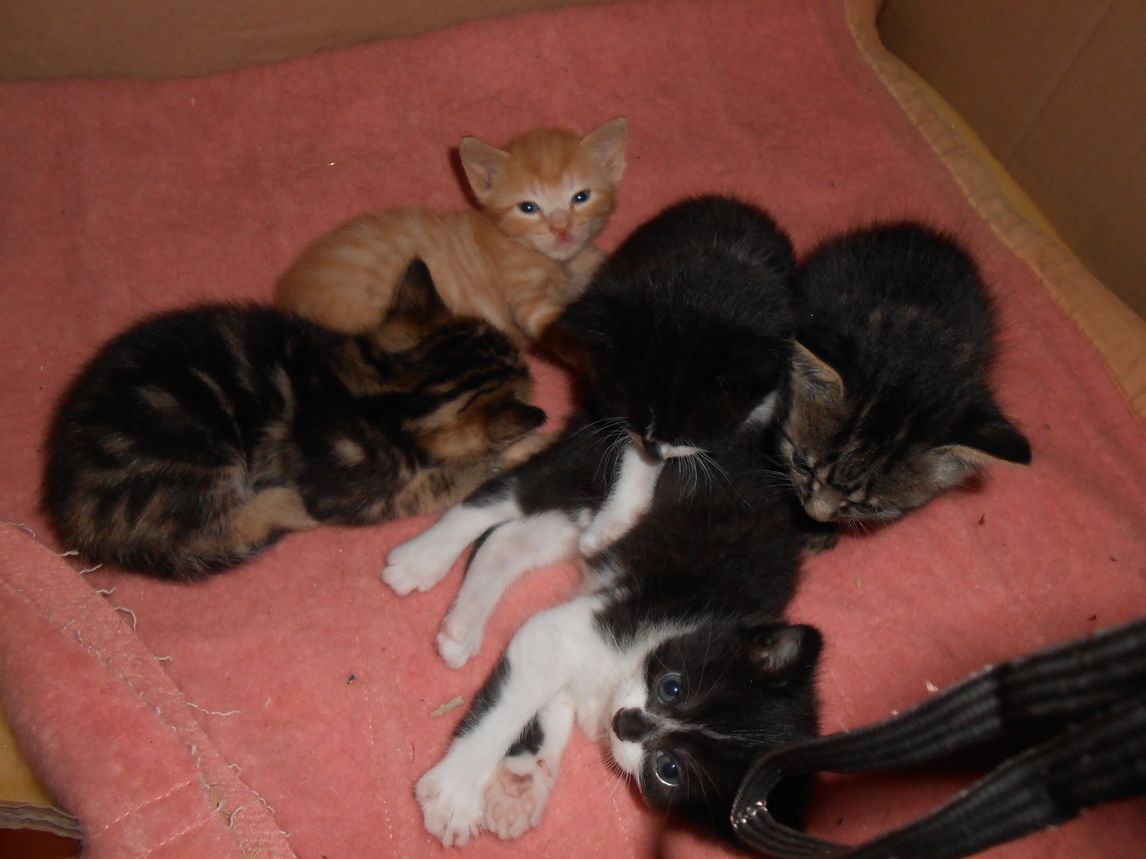 donne 4 petits chatons IleetVilaine (35) GRATUIT sur