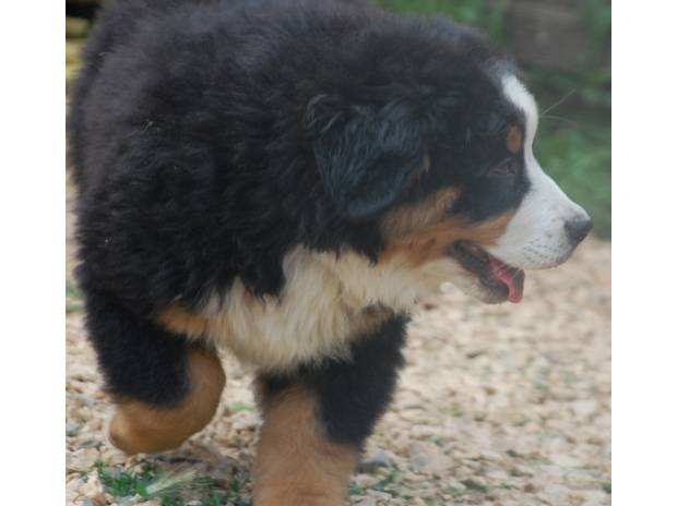 DONNE Chiot bouvier bernois femelle , inscrits au LOF Lot DONNE Chiot bouvier bernois femelle , inscrits au LOF Lot