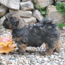 Image pour l'annonce Superbes bébés LHASSA APSO lof