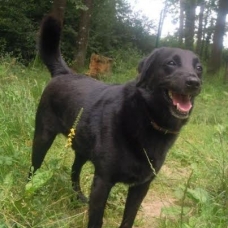 Image pour l'annonce Vends chien d'apparence Labrador