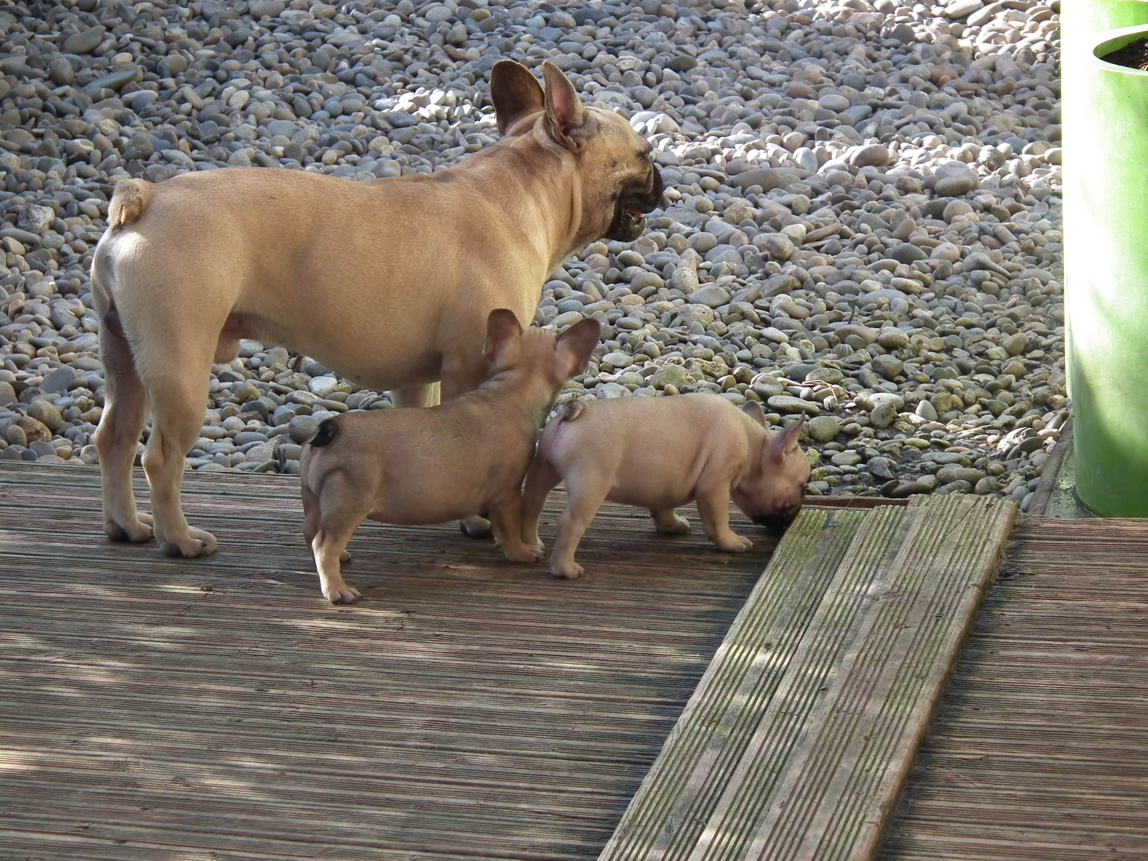 Vend Chiots Bouledogue Francais Lof Vaucluse 84 Sur Animoz Net