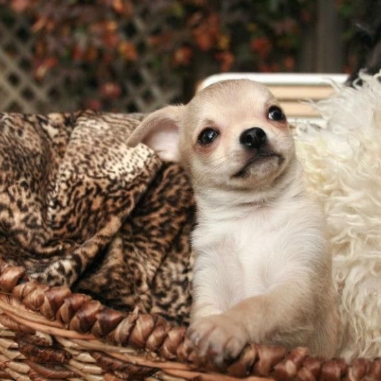 Image pour l'annonce Chiot Chihuahua MAGNIFIQUE