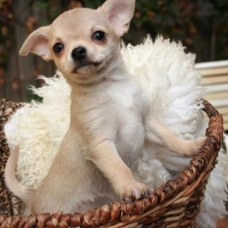 Image pour l'annonce Chiot Chihuahua MAGNIFIQUE