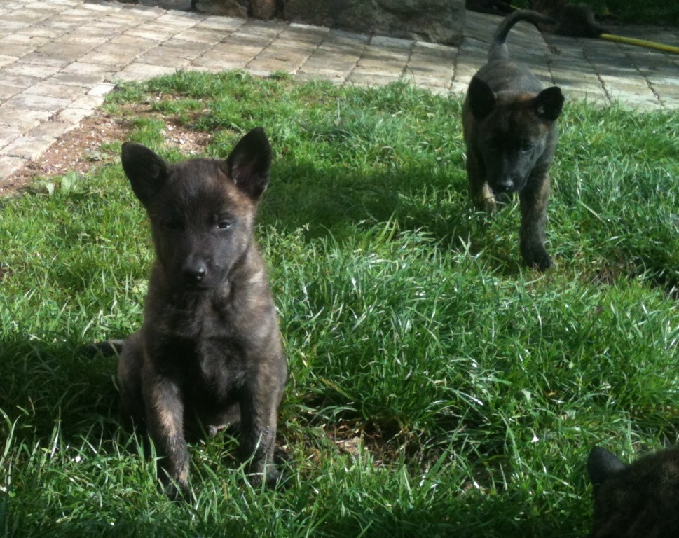 Chiots Berger Hollandais LOF de 2 mois Yonne (89) sur Chiots Berger Hollandais LOF de 2 mois Yonne (89) sur