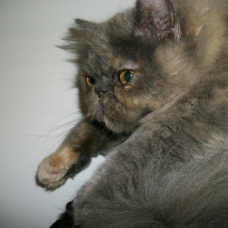 Image pour l'annonce vends chaton persan femelle 4 mois type américain au LOOF avec pédigrée