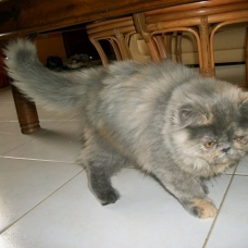 Image pour l'annonce vends chaton persan femelle 4 mois type américain au LOOF avec pédigrée