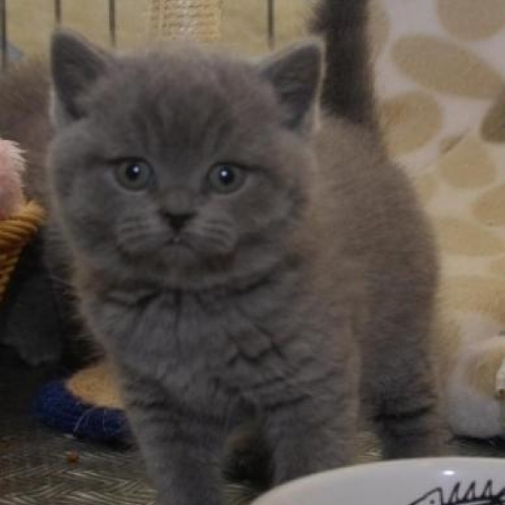 Image pour l'annonce Chaton type british shorthair