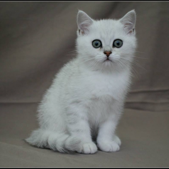 Image pour l'annonce 1 chaton british shorthair black silver shaded