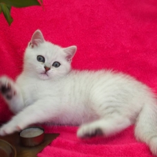 Image pour l'annonce 1 chaton british shorthair black silver shaded