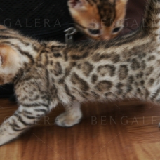 Image pour l'annonce Chaton Bengal femelle rosettes motif léopard
