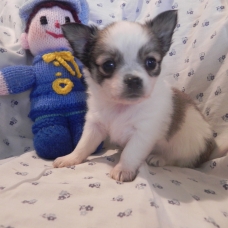Image pour l'annonce vendre chiots chihuahua