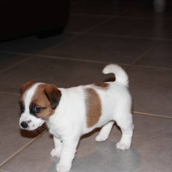 Chiots Jack Russel Poils Durs Haute Garonne 31 Sur Animoz Net