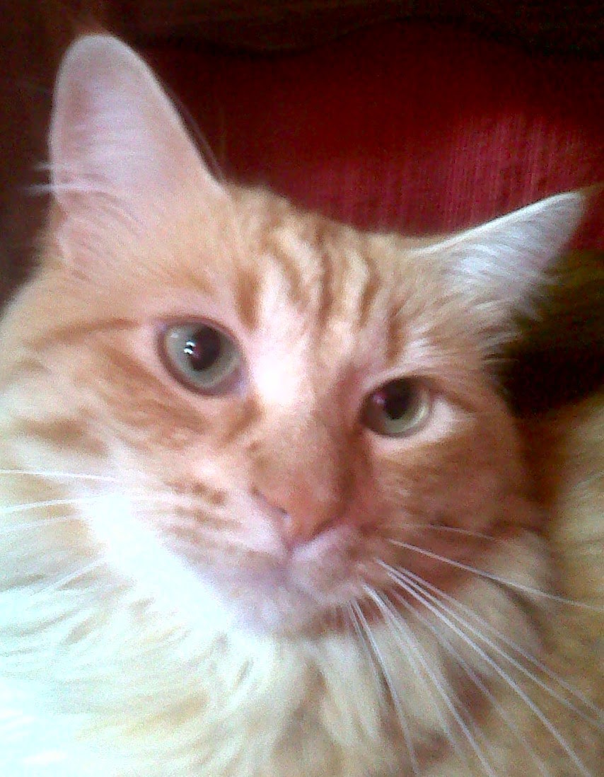 Chat gratuit 37
