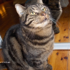 chat bouches du rhone