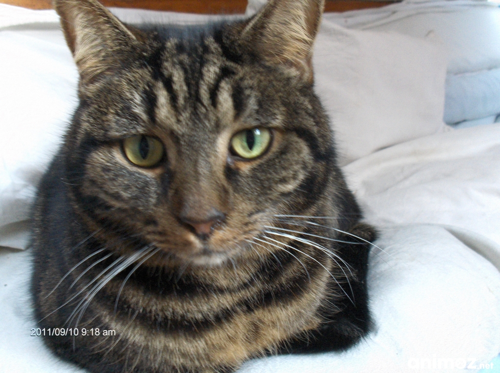 Chat gratuit 92