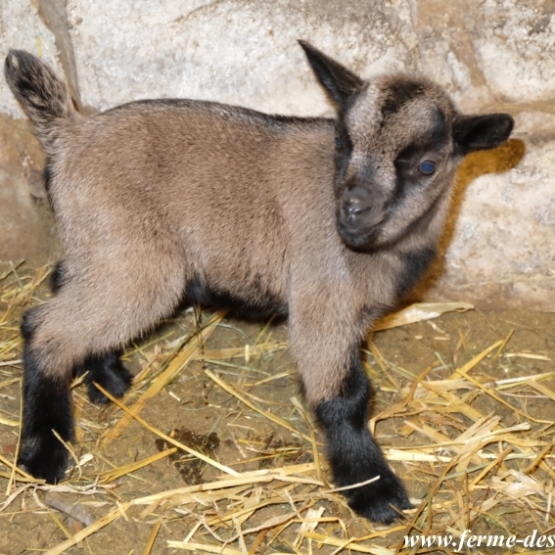 Image pour l'annonce Magnifique chèvres naines / miniatures / toys