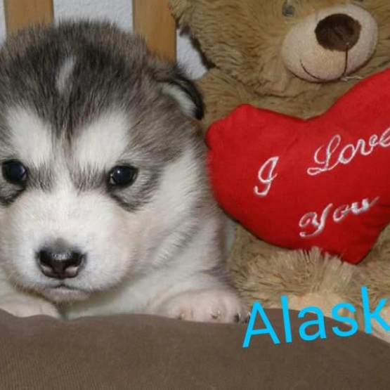 Image pour l'annonce Chiots Malamute de l'Alaska nés le 3 janvier