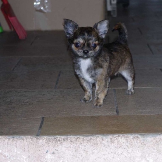 Image pour l'annonce Chihuahua  petite femelle