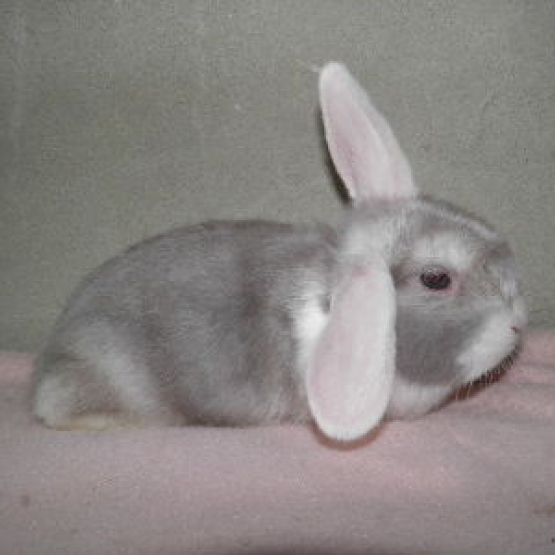 Image pour l'annonce Jeunes lapins nain belier de 2 mois.