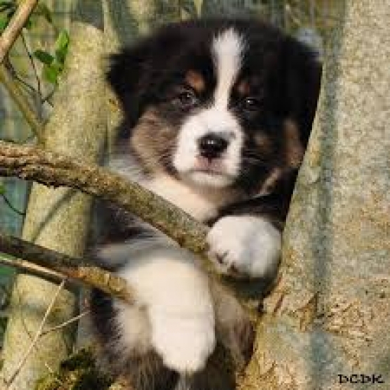 cherche chiot femelle berger australien Lot-et-Garonne (47 cherche chiot femelle berger australien Lot-et-Garonne (47