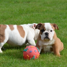 Image pour l'annonce Excellentes chiots Bulldog Inglés prêts pour l'adoption.