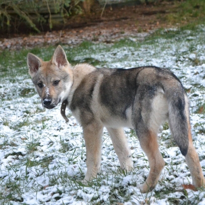 cherche chiot chihuahua poil long a donner Saône-et-Loire cherche chiot chihuahua poil long a donner Saône-et-Loire