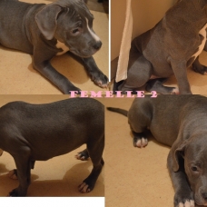 Image pour l'annonce AMERICAN BULLY 2MALES 2FEMELLES