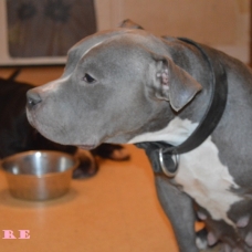 Image pour l'annonce AMERICAN BULLY 2MALES 2FEMELLES